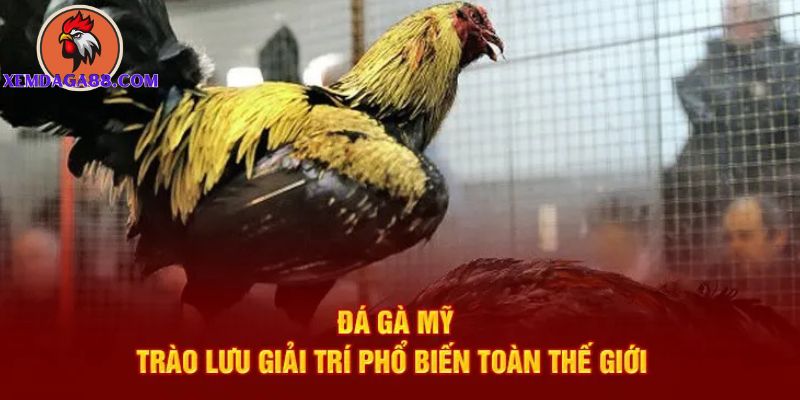 trực tiếp đá gà mỹ