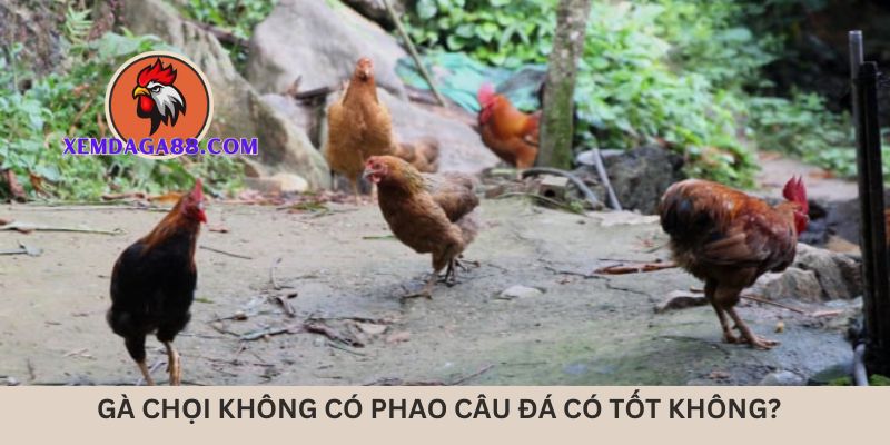 ga-choi-khong-co-phao-cau-da-co-tot-khong