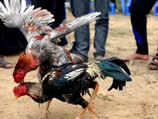 dong ga choi hay ga thai binh