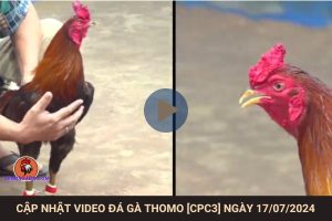 video-da-ga-thomo-170724