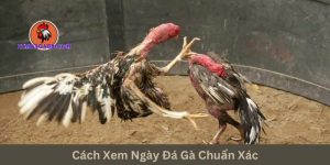 xem-ngay-da-ga-chuan-xac