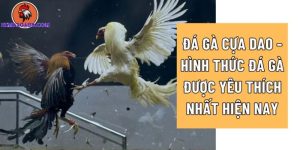 đá gà cựa dao