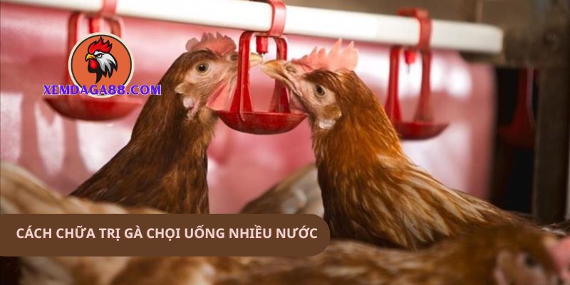 ga-choi-uong-nhieu-nuoc-cach-dieu-tri