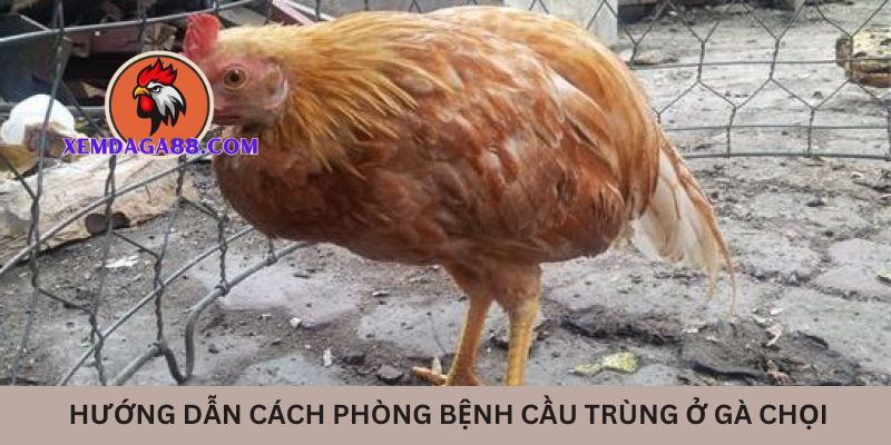 bi-quyet-benh-cau-trung-o-ga