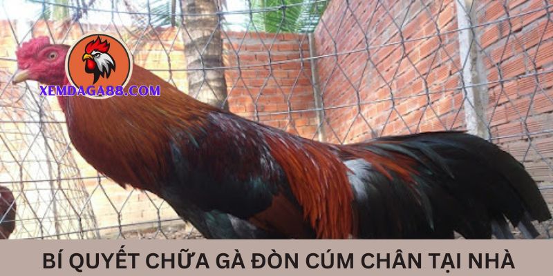 bi-quyet-chua-ga-don-bi-cum-chan