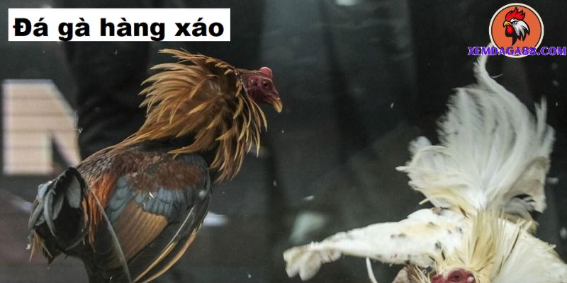 đá gà hàng xáo