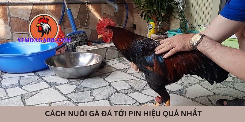 Cách nuôi gà đá tới pin hiệu quả nhất