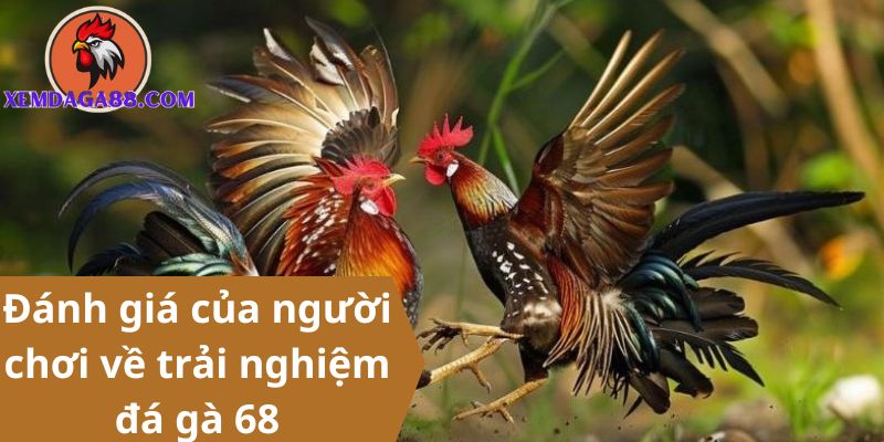 đá gà 68