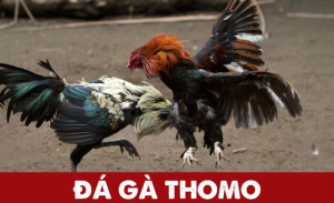 da ga thomo