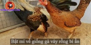 gà vảy rồng