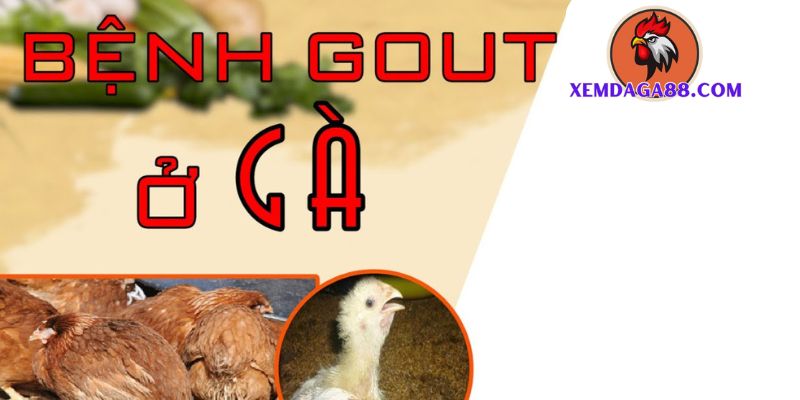 bệnh gout ở gà