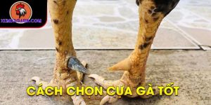 cách lên cựa gà đá