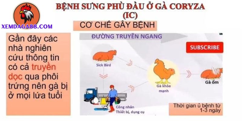 gà bị phù