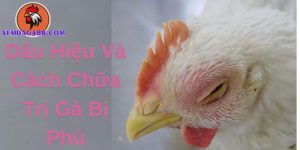 gà bị phù