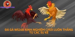 kinh nghiệm đá gà WS168