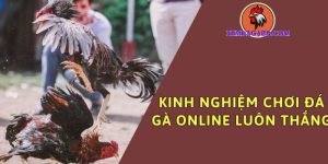 kinh nghiệm đá gà